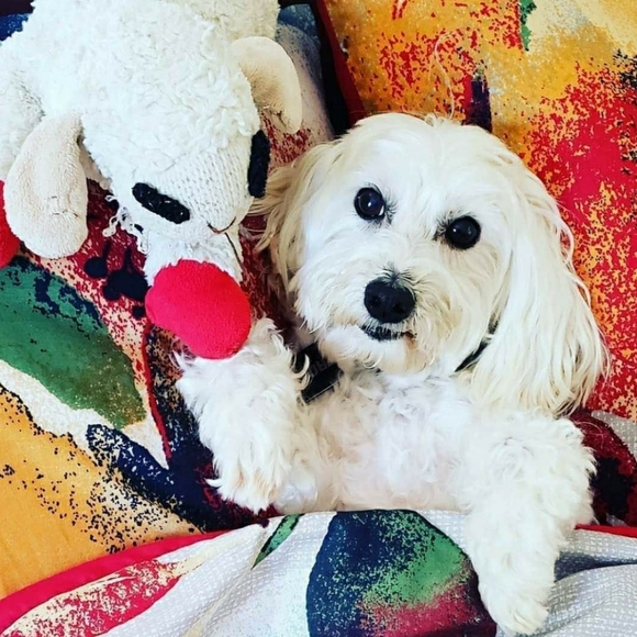 Follow Game 🌺 - Picture 5 of 7